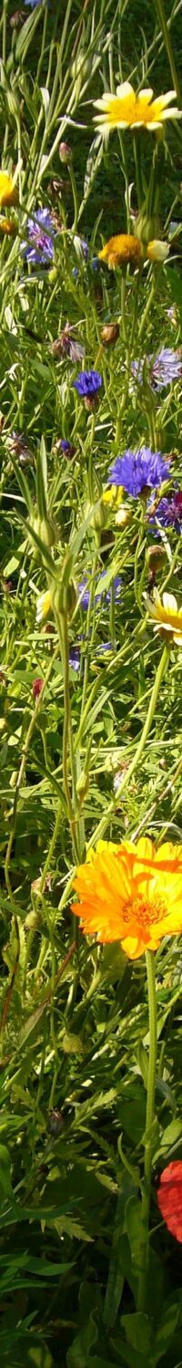 summer-flowers-55537_1920