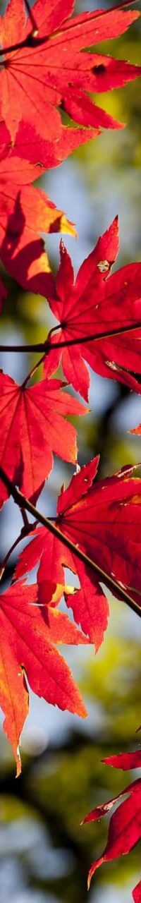 ty-poul-autumn-leaves-2789234_1920