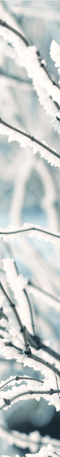 typoul-café asso-janvier-plante-hiver-min